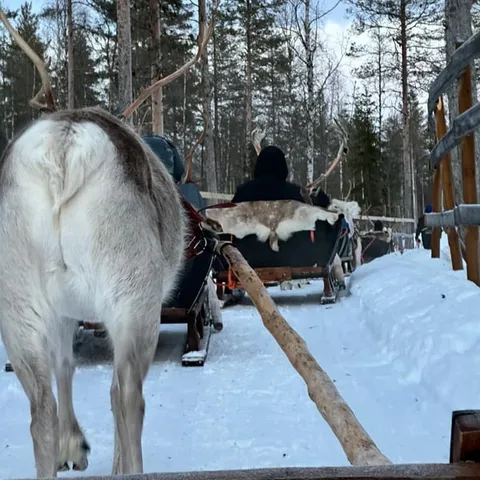 A reindeer harnessed to a sleigh among the trees