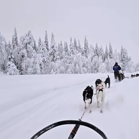 A husky team running a snowy trail seen from the sled