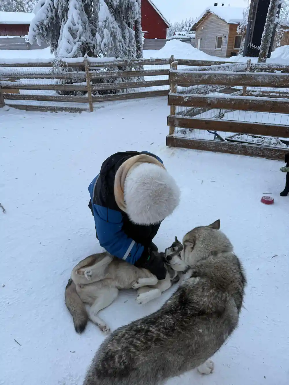 Child petting or playing with sled dog on snowy farm