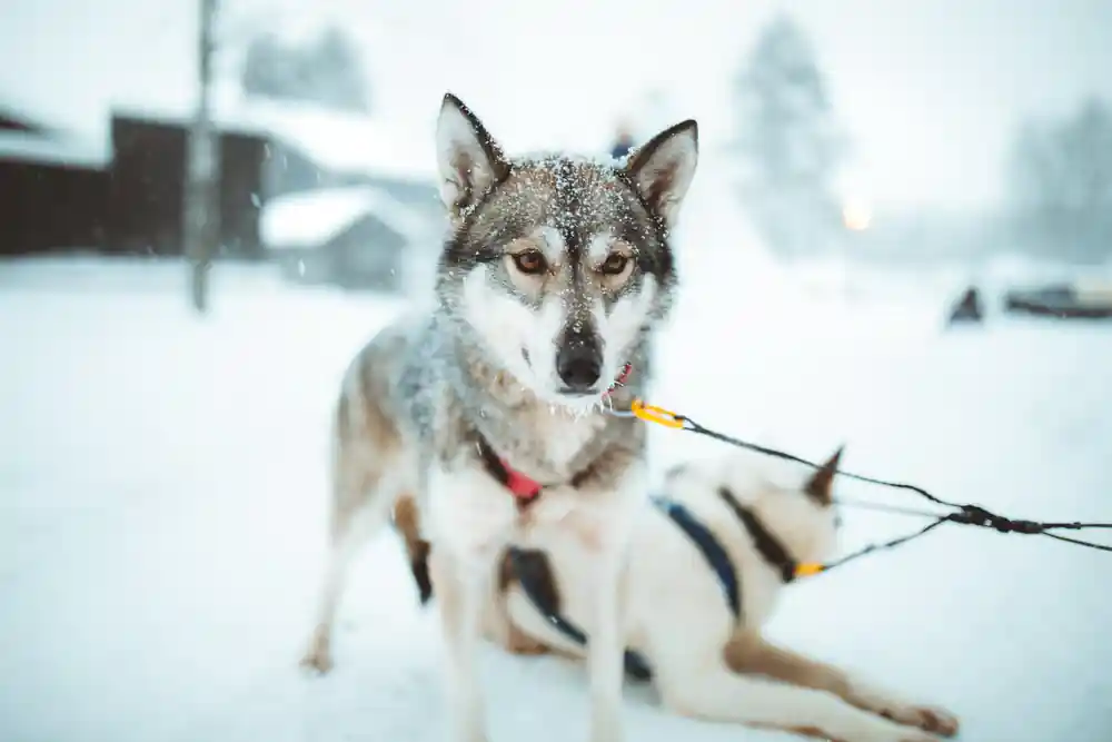 Close-up of harnessed sled dog with frost on face