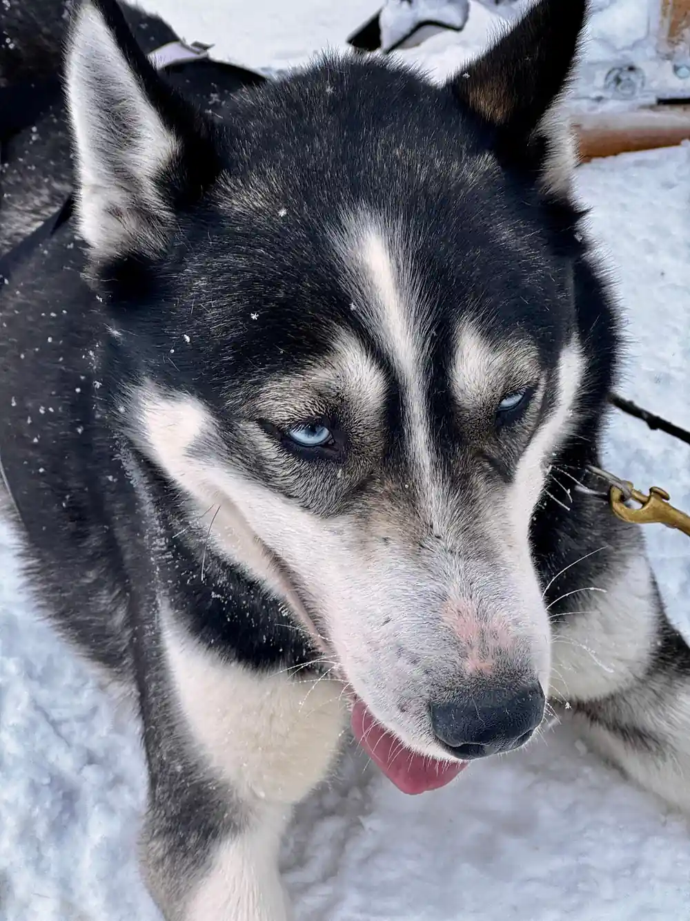 Close-up portrait of husky dog with blue eyes in snow