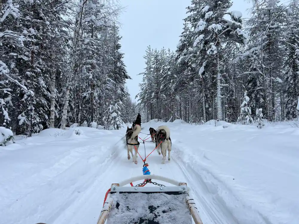 Dog sled approaching on snowy forest trail