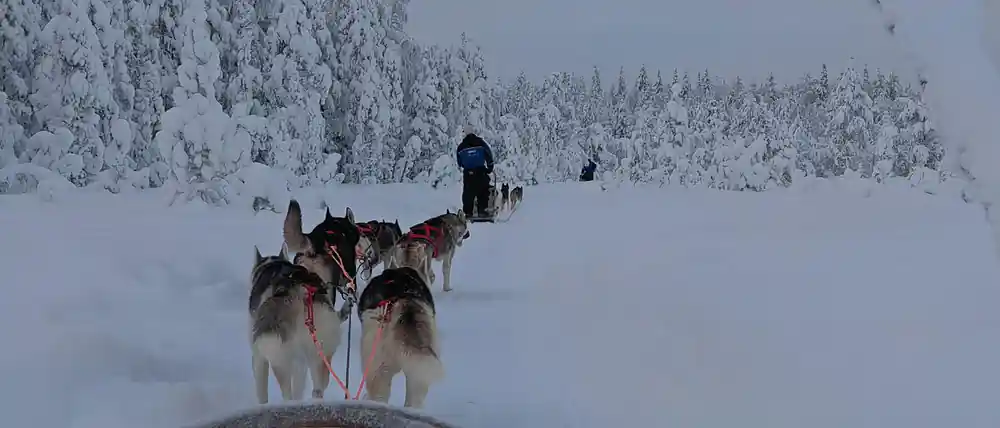 Dog sled team pulling musher across snowy landscape