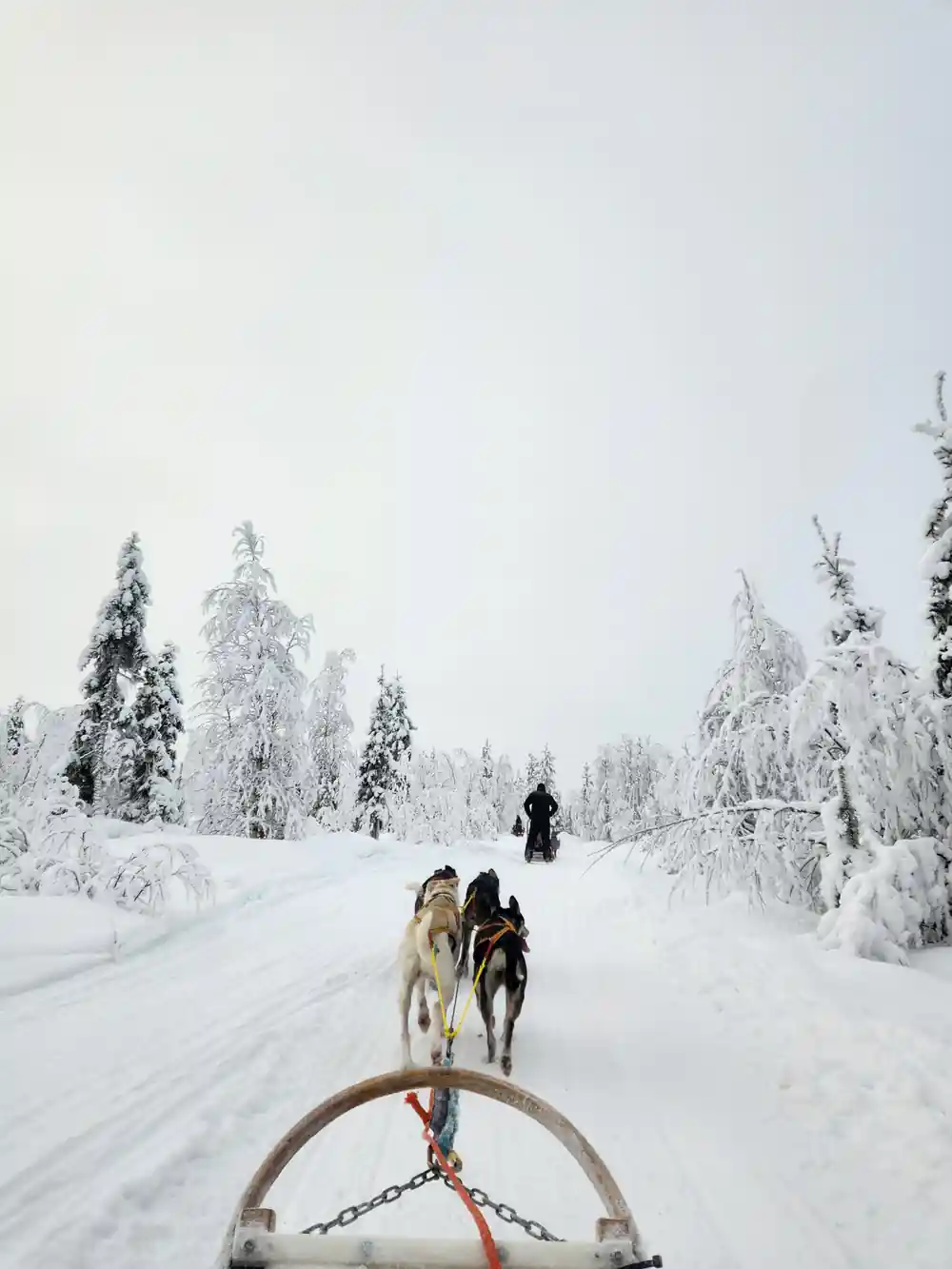 Dog sled team pulling sled down snowy forest road