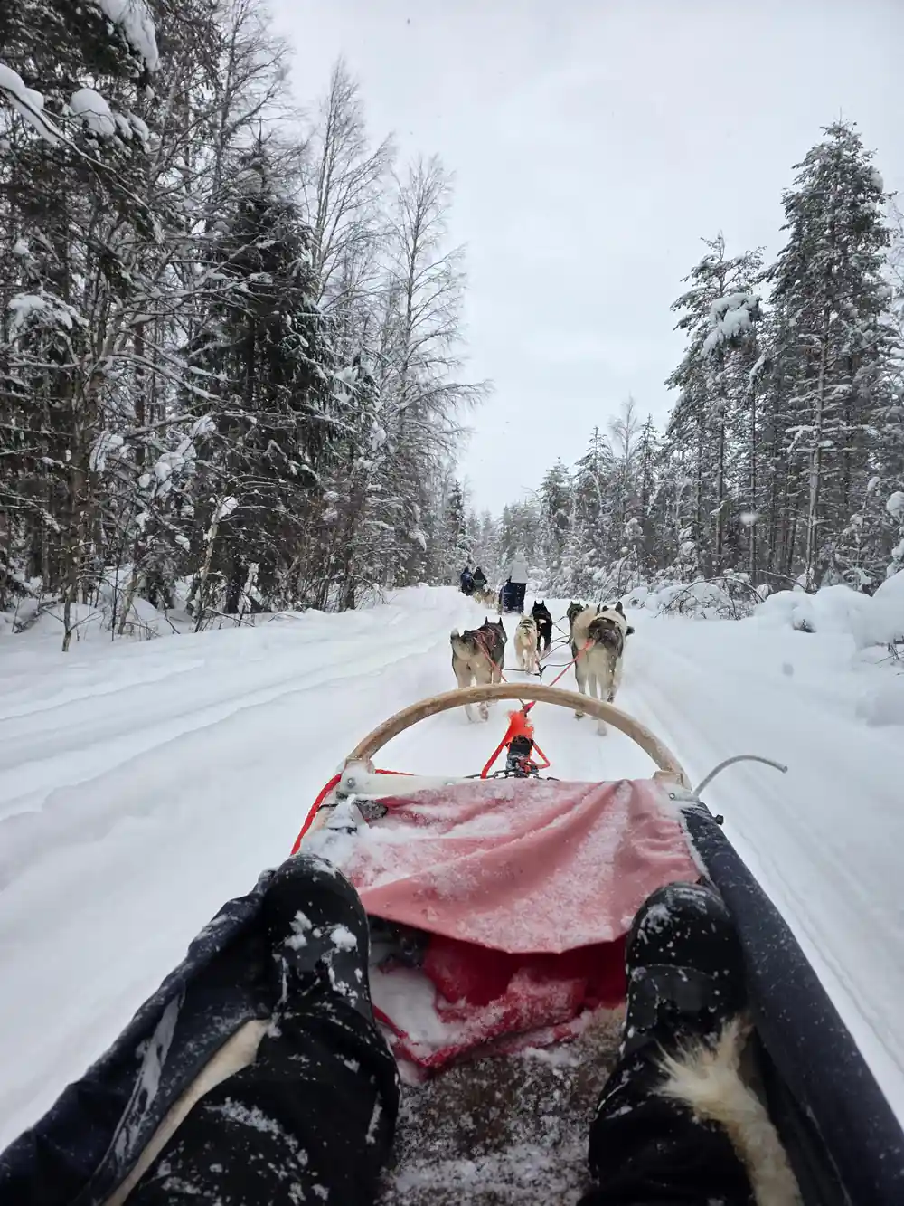Dog sled team pulling sled through snowy forest road