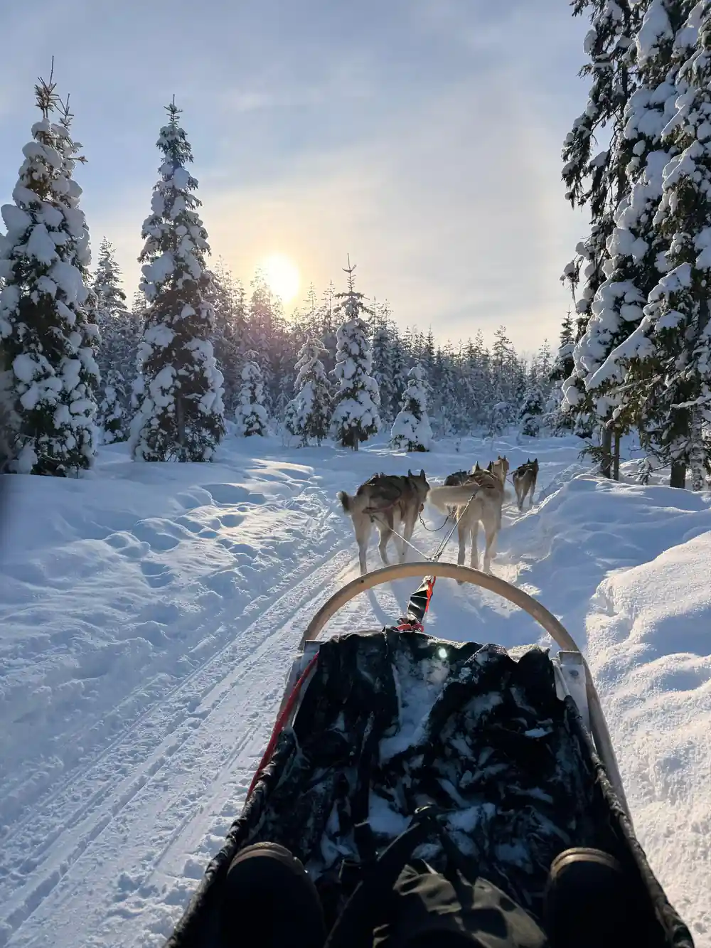 Dog sled team pulling sled through snowy forest