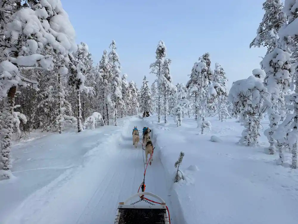 Dog sled team pulling through snow-covered forest