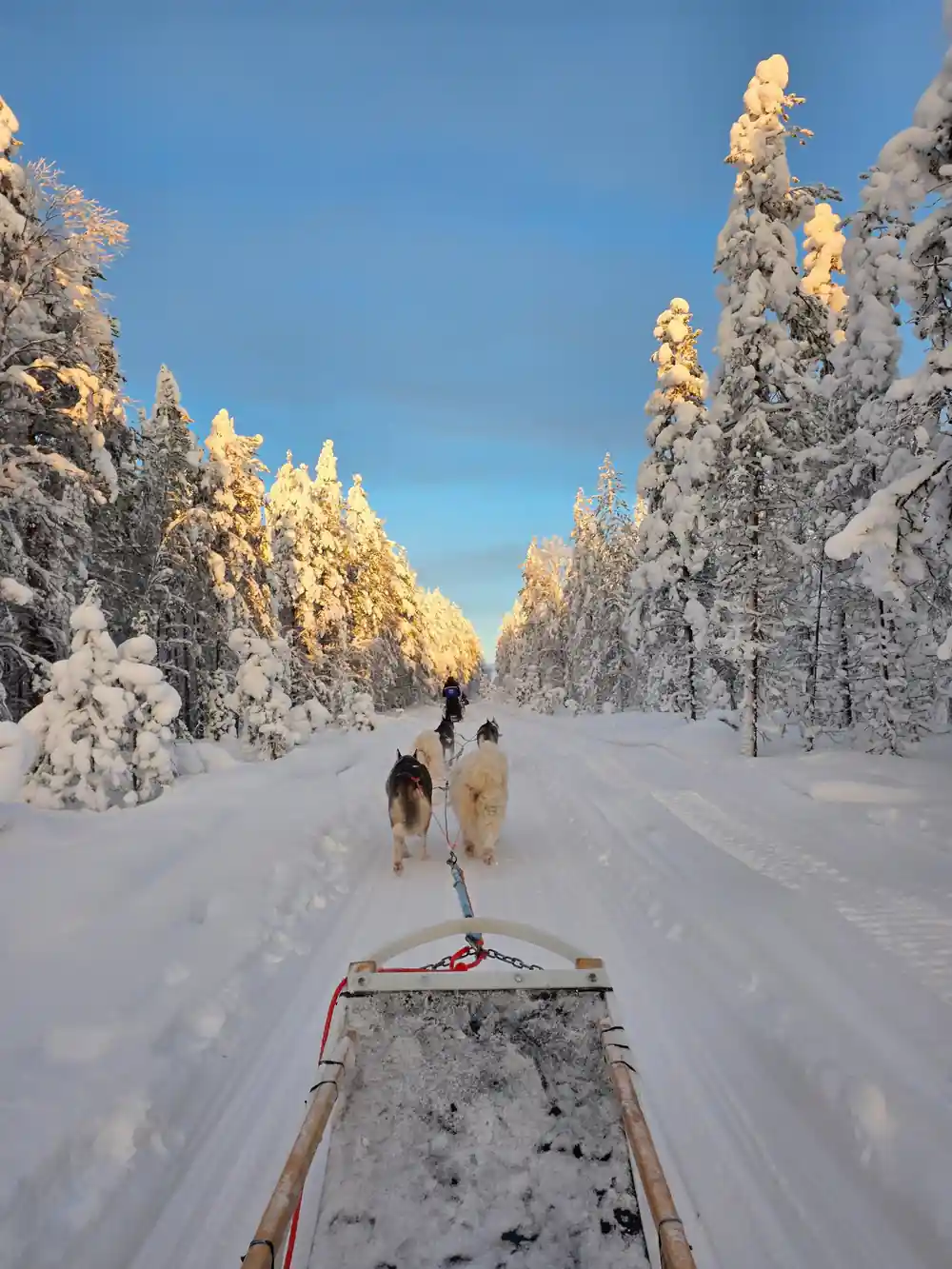 Dog sled team running through snow-covered forest clearing