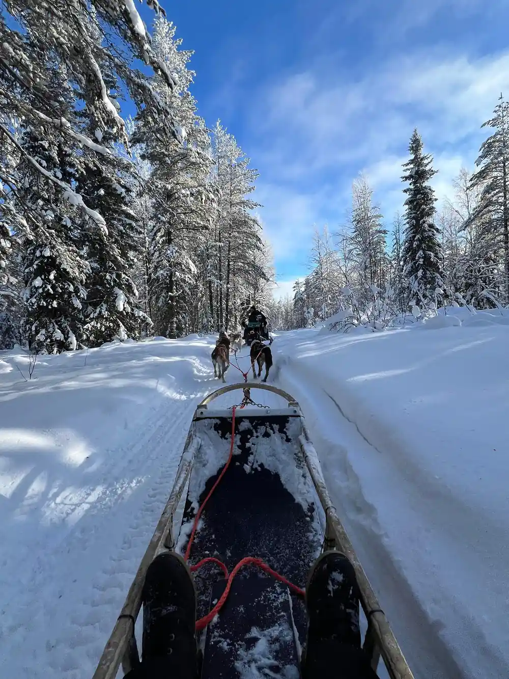 Dog sled team running through snowy forest landscape