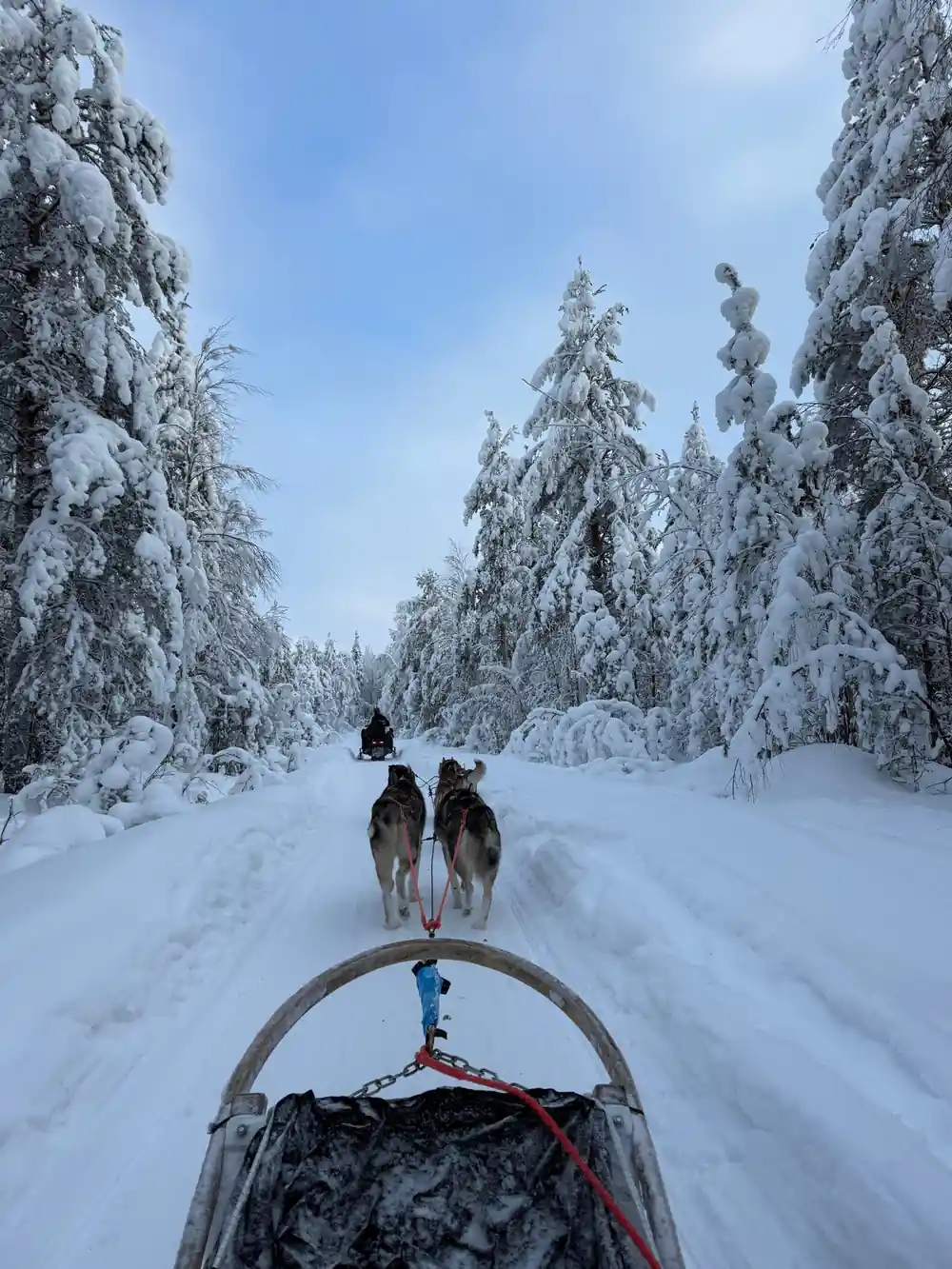 First-person sled view of two dogs running through snowy forest