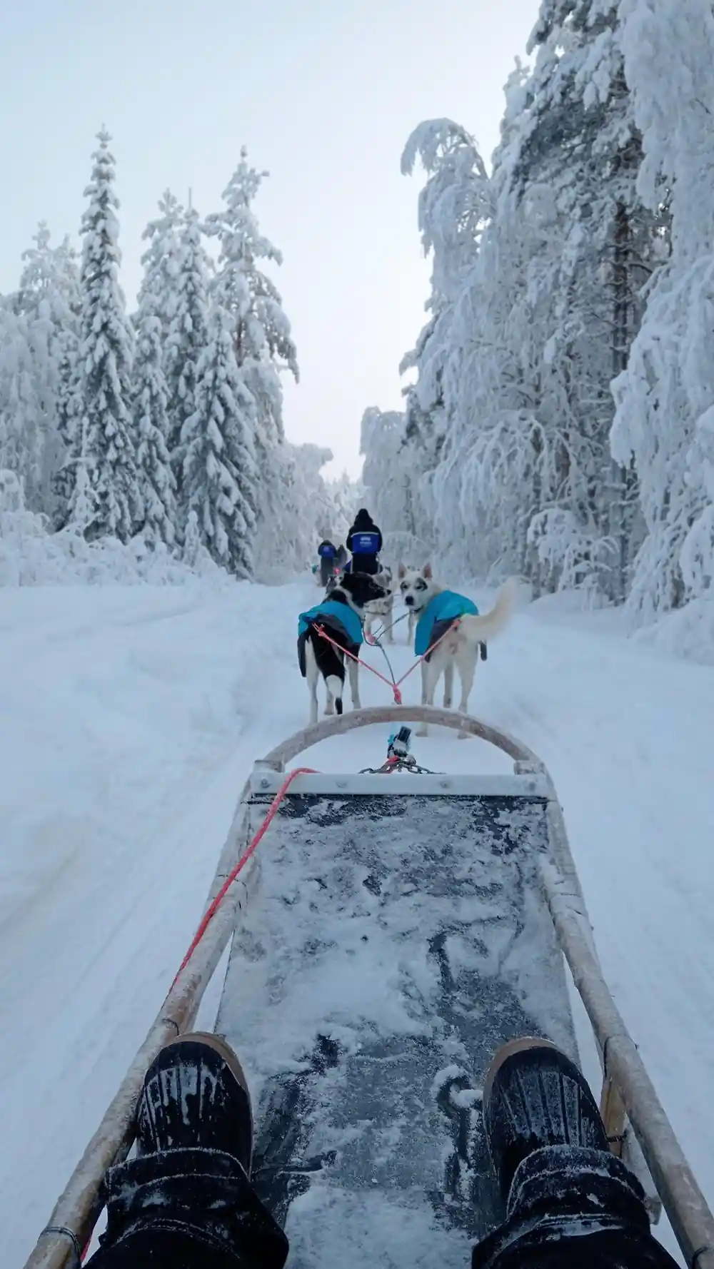 First-person view from dog sled moving through snow-covered forest