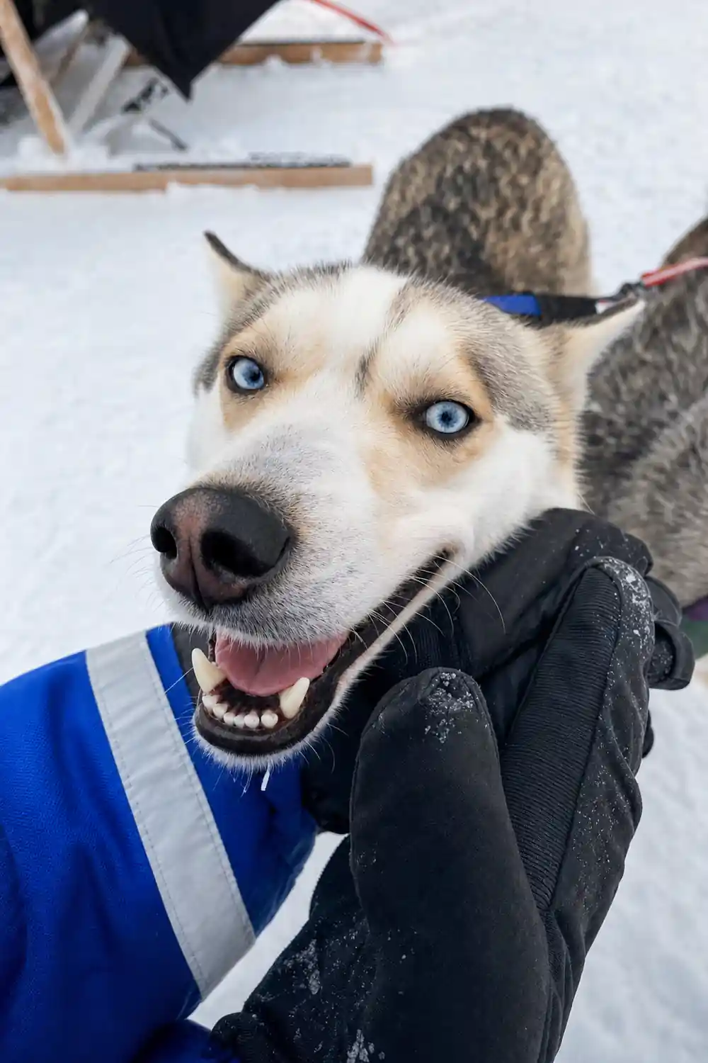 Husky dog with blue eyes wearing harness collar