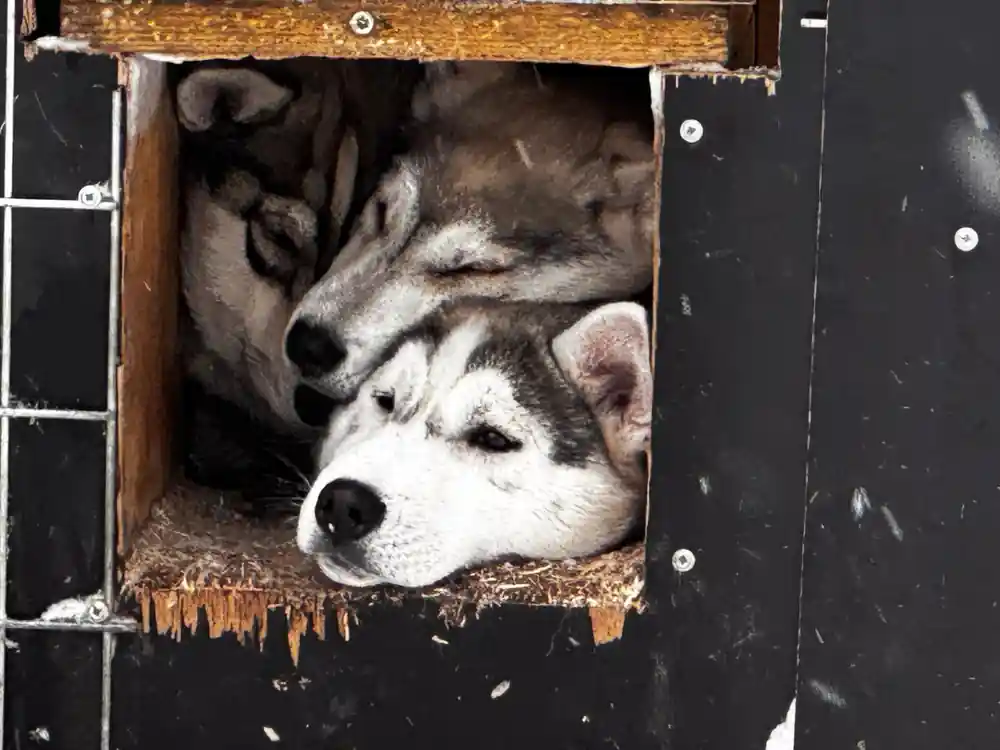 Husky dogs resting inside wooden transport box or kennel