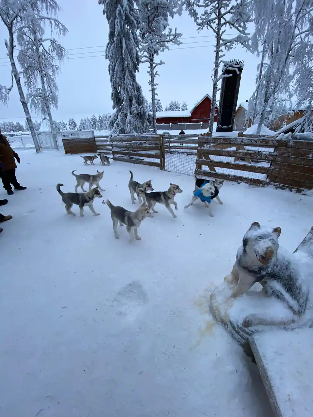 Husky dogs resting in snow with cabin and forest background