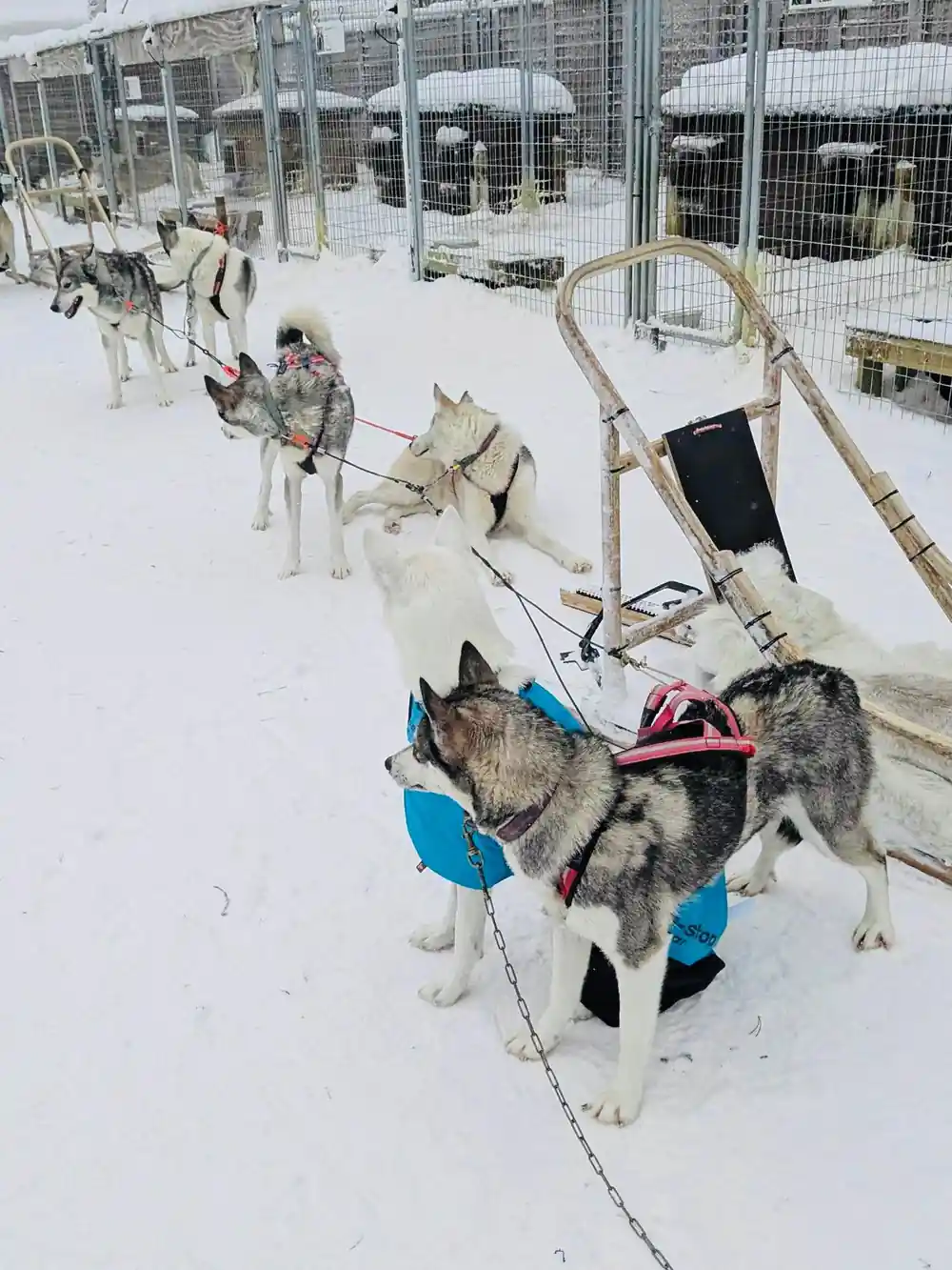 Husky sled dogs resting in enclosure with equipment