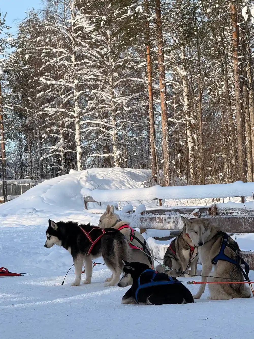 Husky sled dogs resting on snowy ground near forest