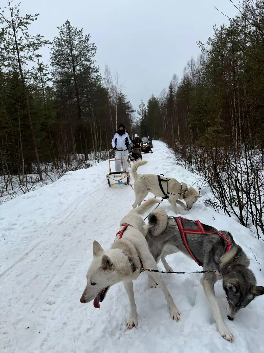 Multiple dog sled teams on snowy trail through forest