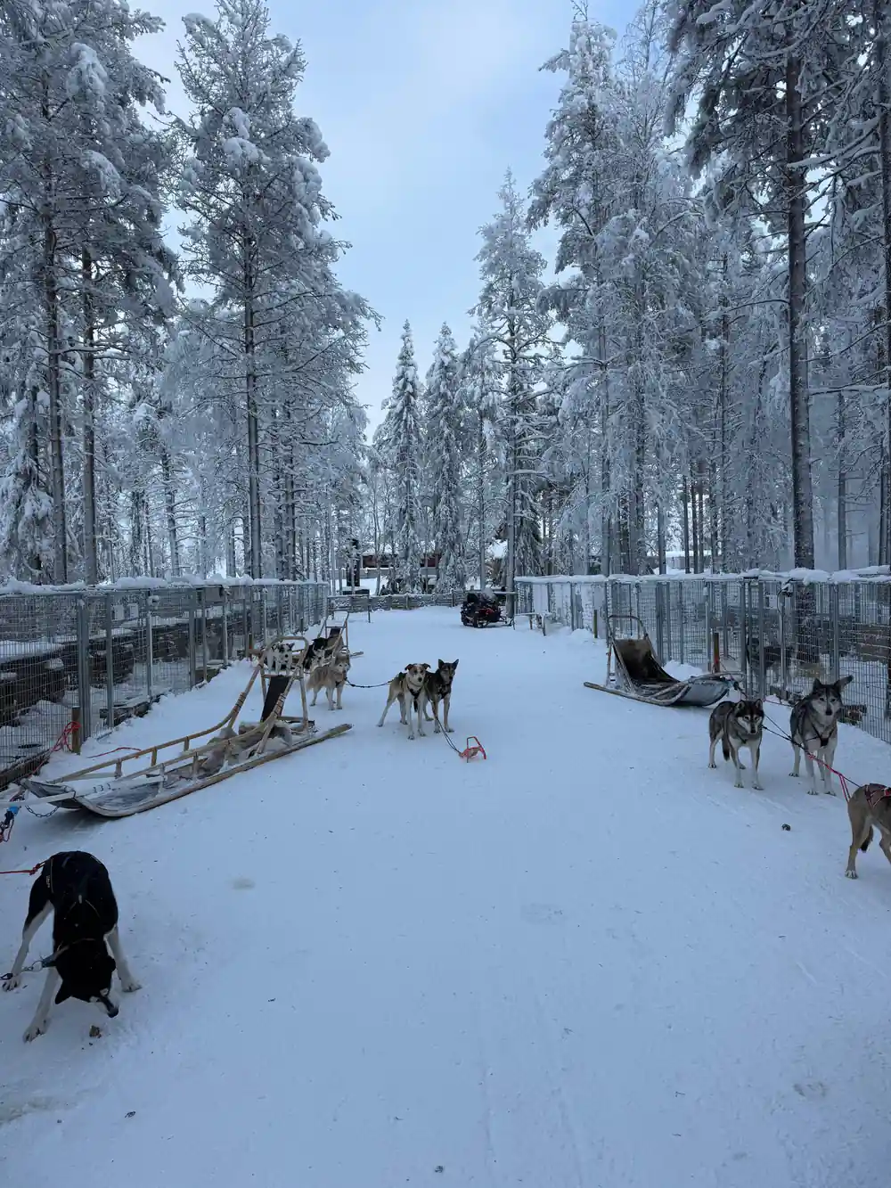 Multiple dog sleds lined up in snowy forest with handlers