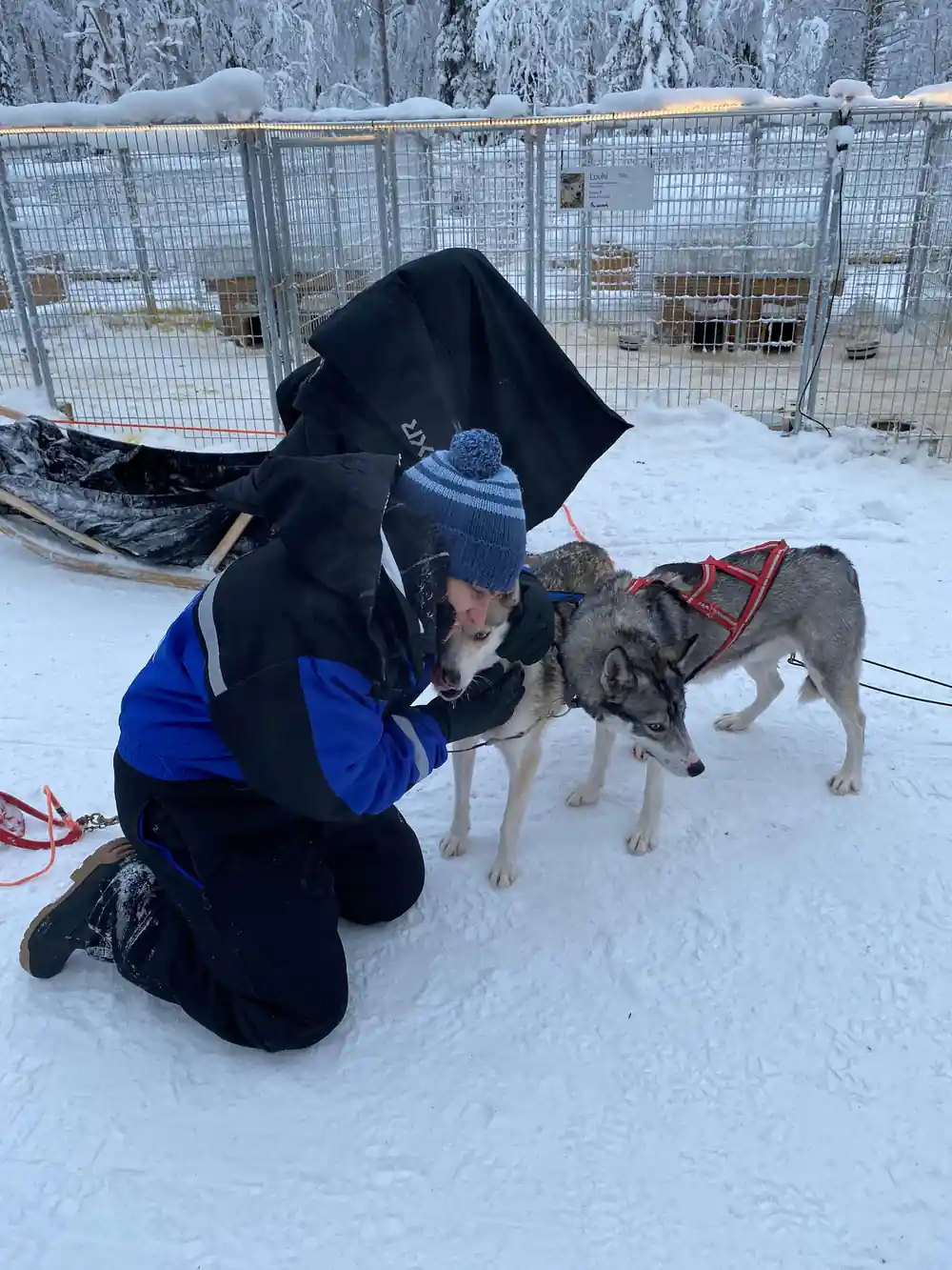 Multiple husky dogs in snowy forest clearing with people