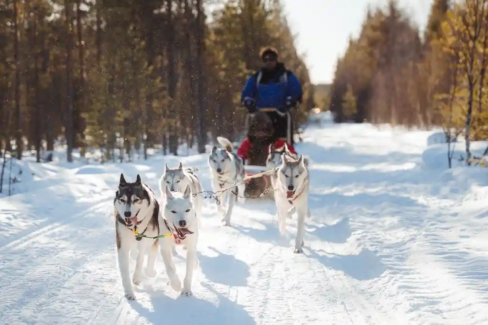 Multiple sled dogs in harness on snowy path through trees