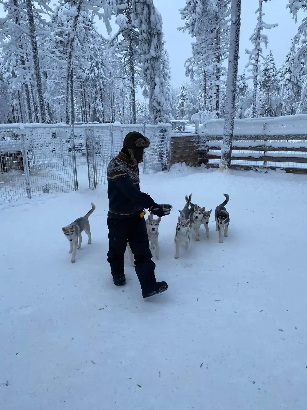 Person crouching with husky dog in snowy outdoor enclosure