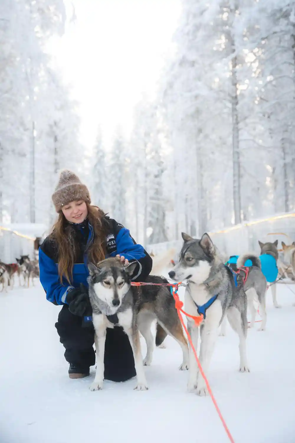 Person crouching with sled dogs in snowy forest