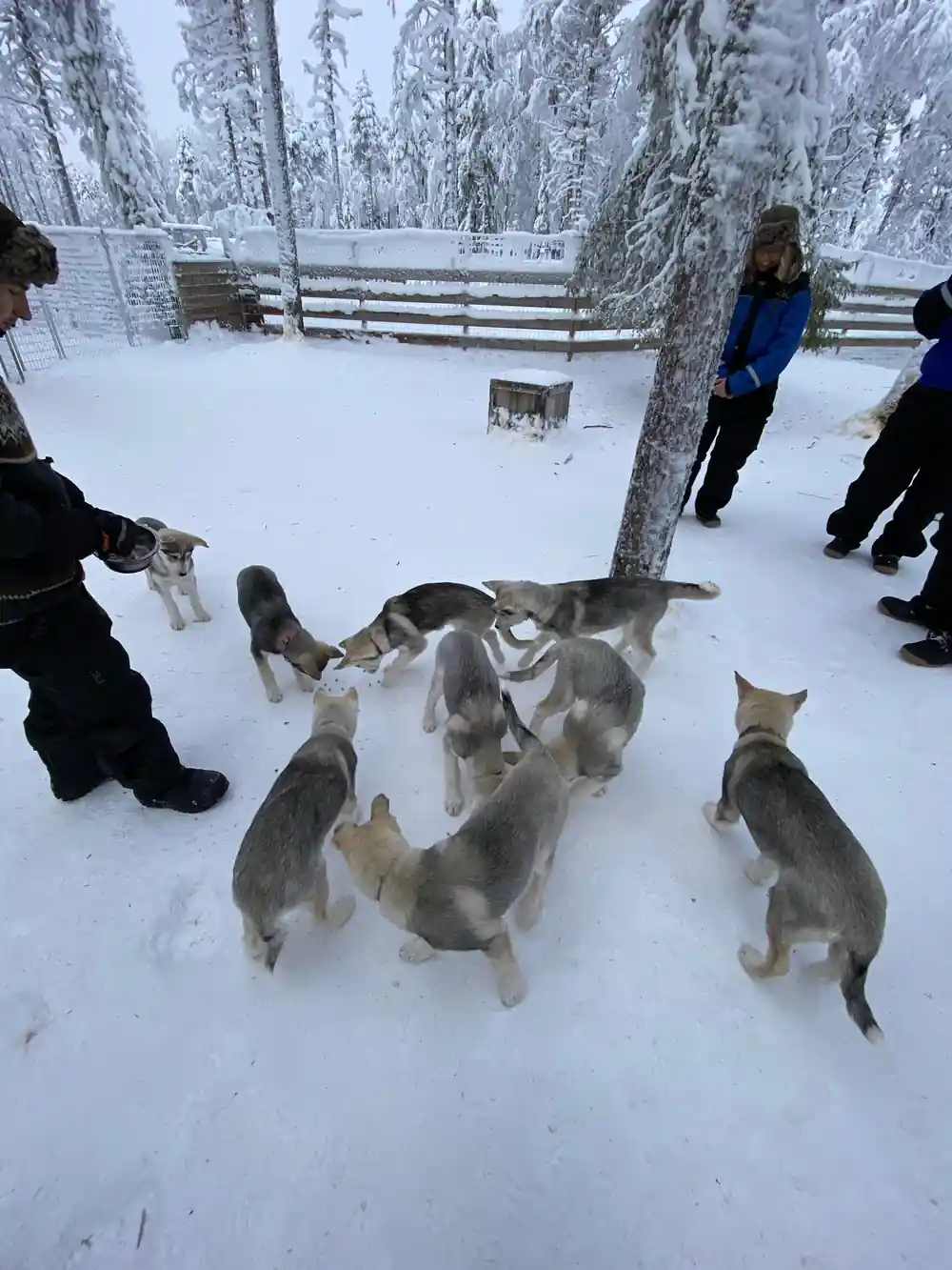 Person in snow with multiple husky dogs running around
