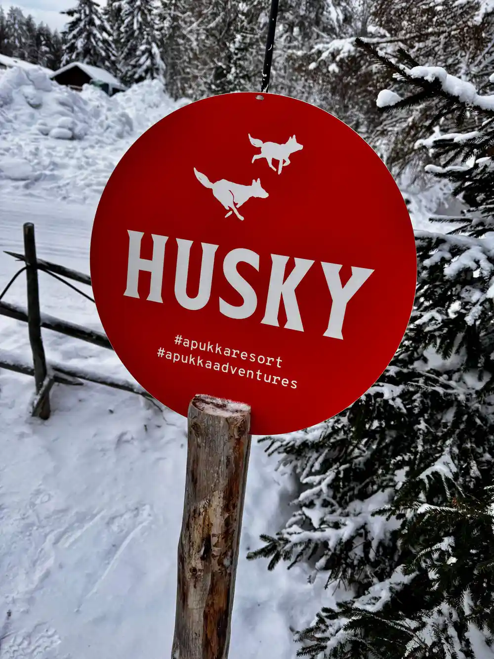 Red husky adventure sign in snowy forest with pine trees