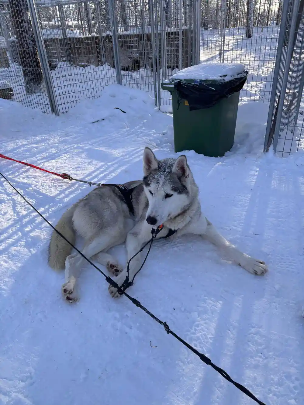 Single gray and white sled dog lying in snow near fenced area