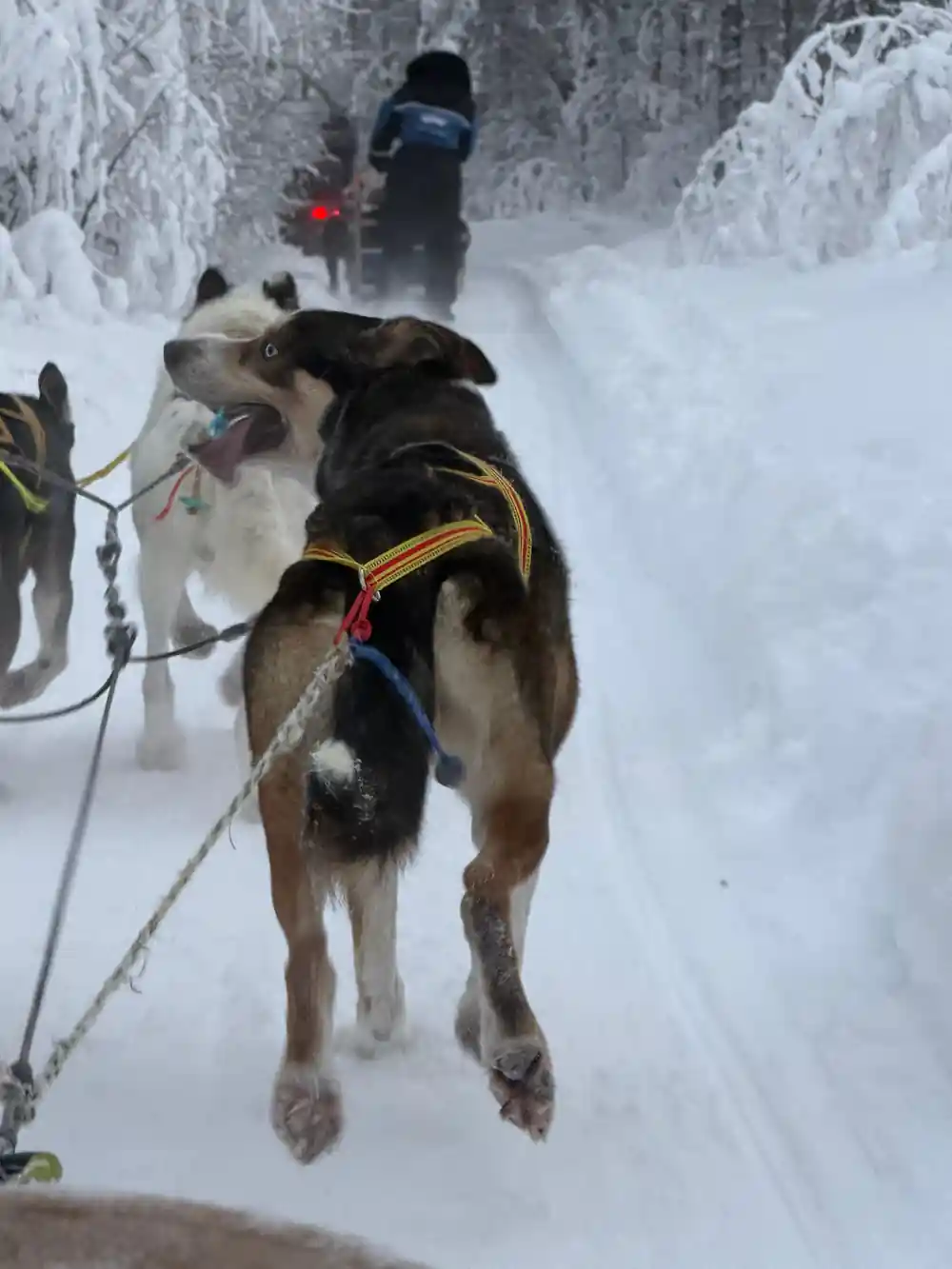 Sled dog in harness running through snowy forest