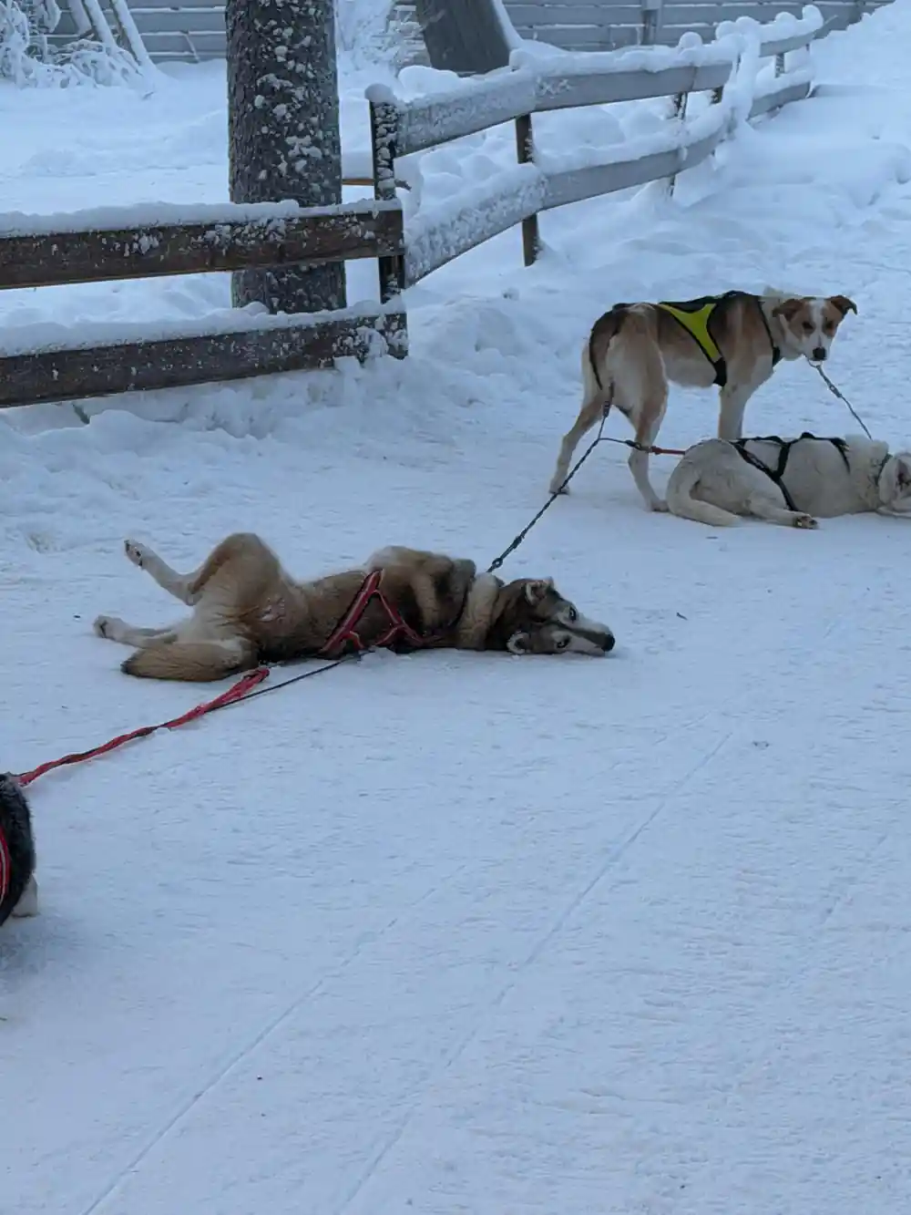 Sled dog lying in snow near wooden fence