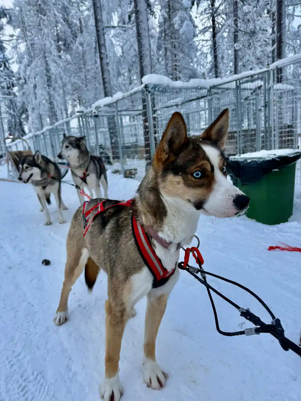 Sled dog in red harness in foreground with team behind at kennel