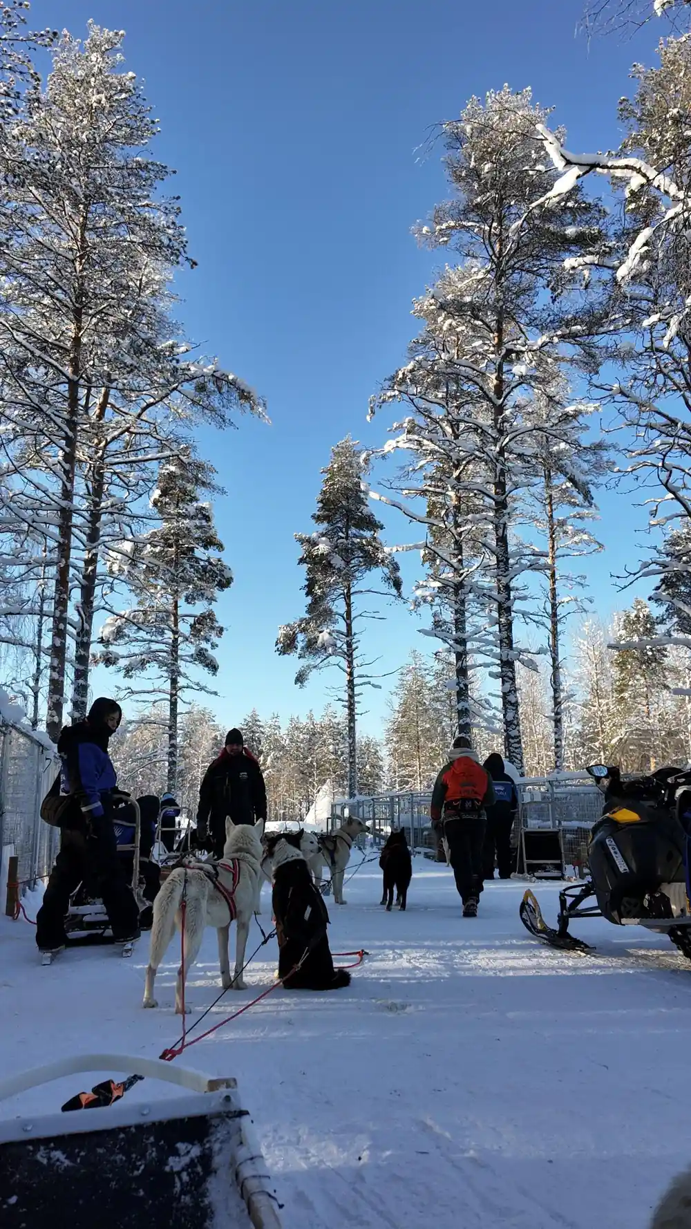 Sled dog team waiting in snowy landscape with people