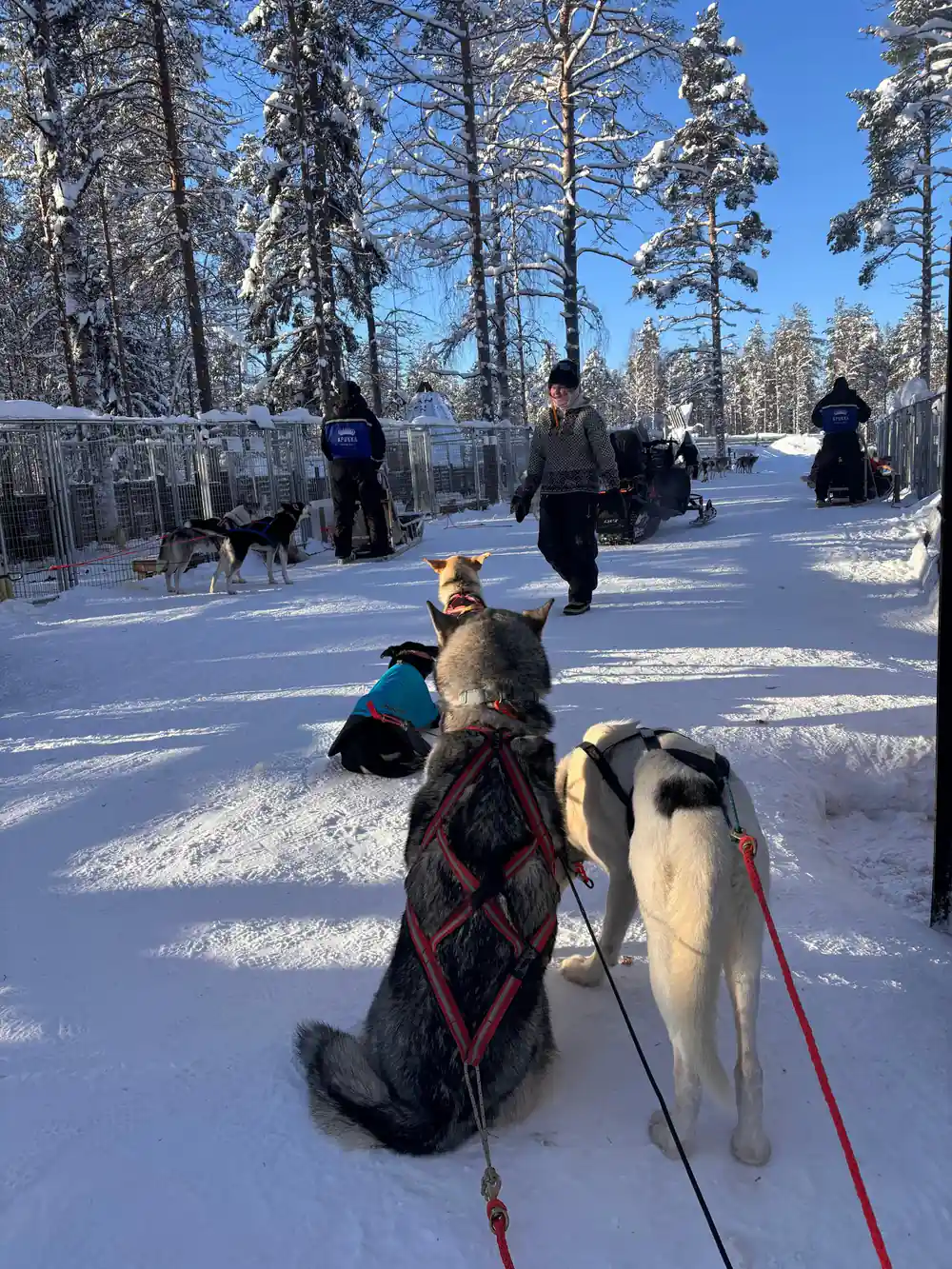Sled dogs and handlers in snowy forest clearing with spectators