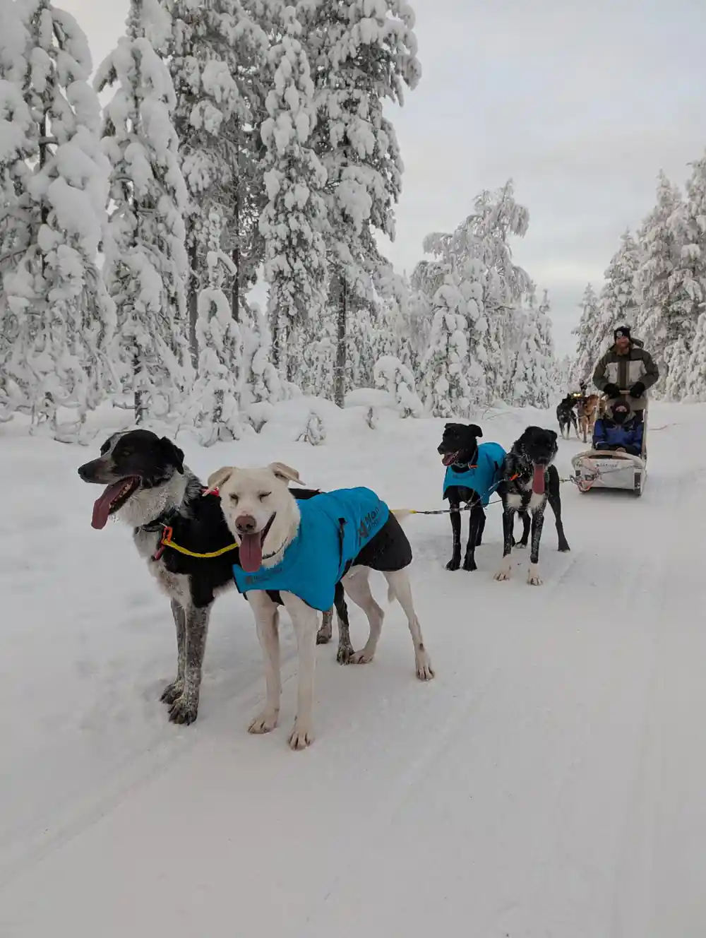 Sled dogs in harness pulling sleigh through snowy forest