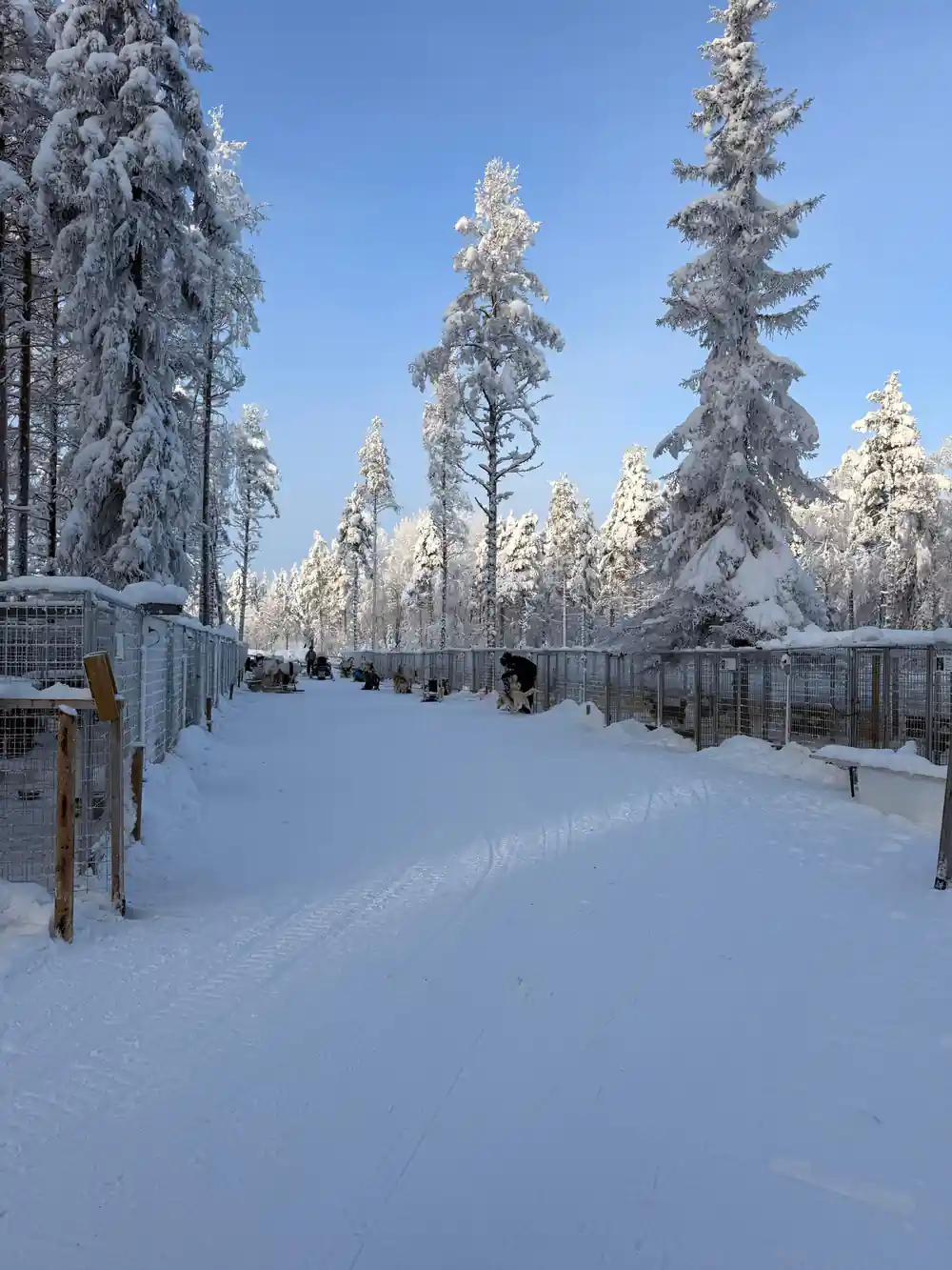 Snowy forest path lined with white-covered evergreen trees