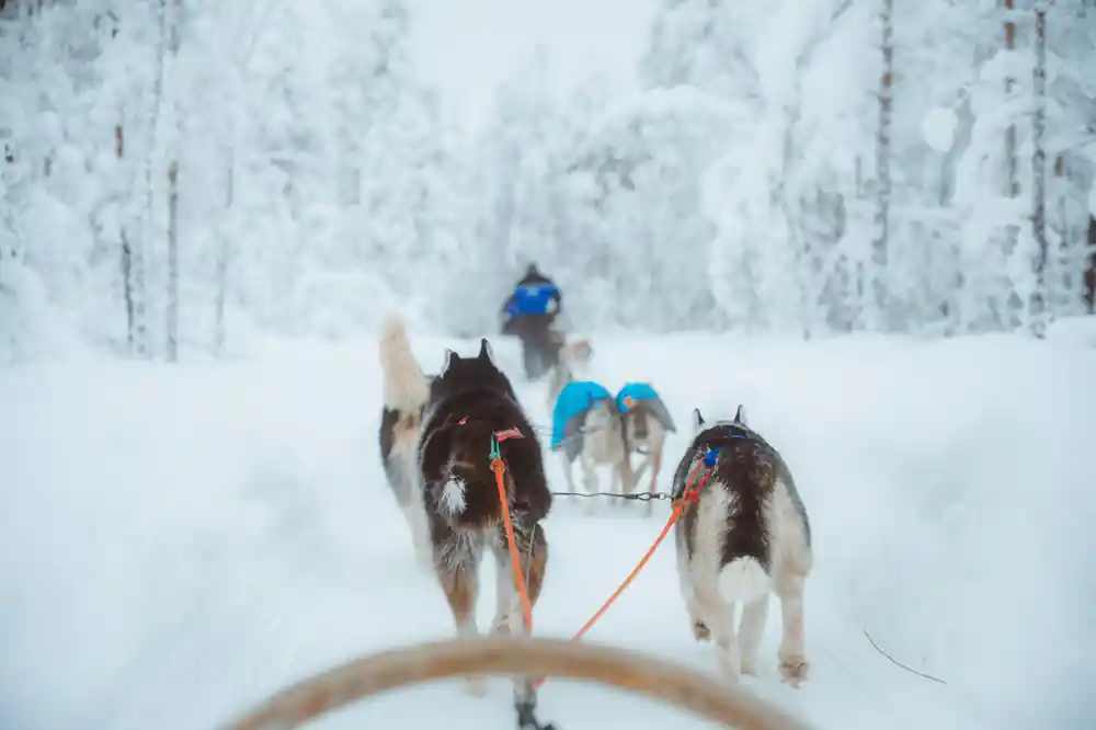 Team of sled dogs pulling musher through snowy forest