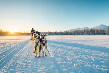 Two harnessed dogs pulling sled on frozen lake
