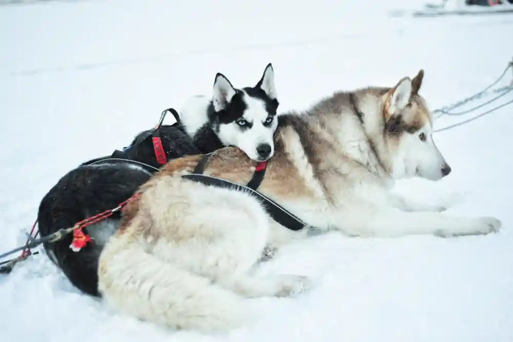 Two harnessed sled dogs resting in snow