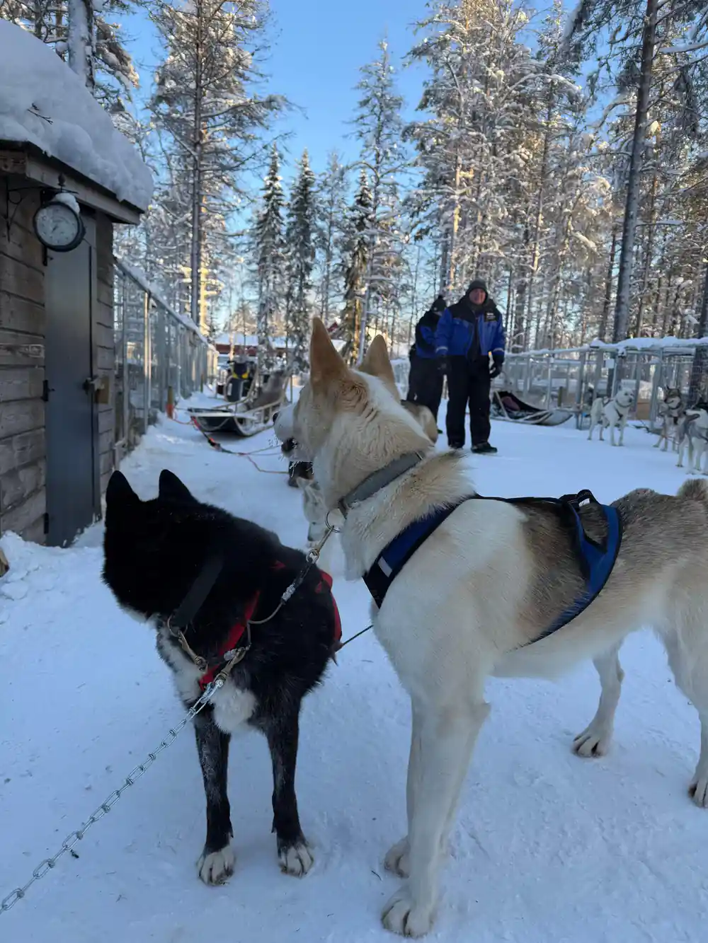 Two people with three sled dogs in snowy forest camp