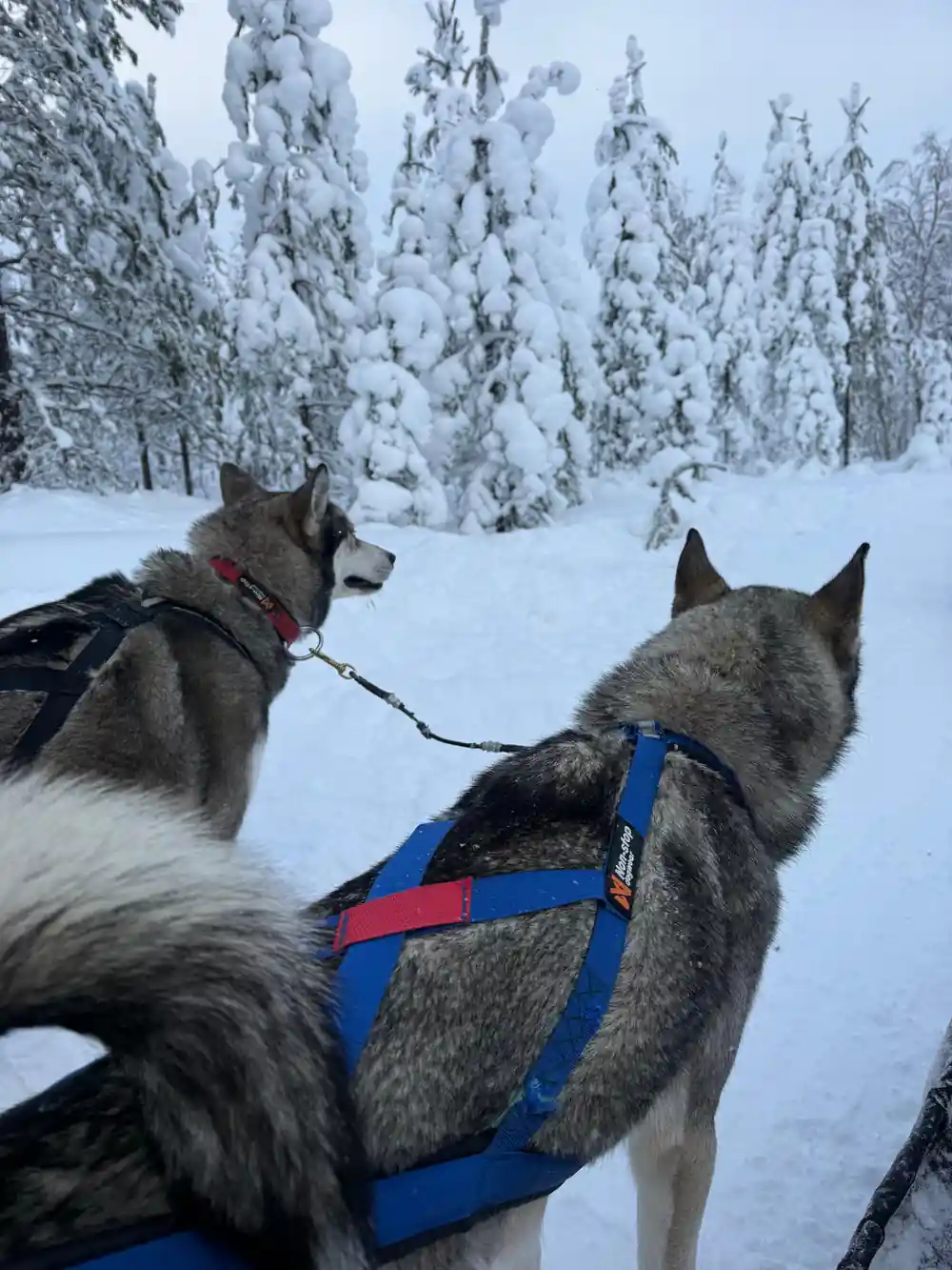 Two sled dogs in harness on snowy ground with forest behind