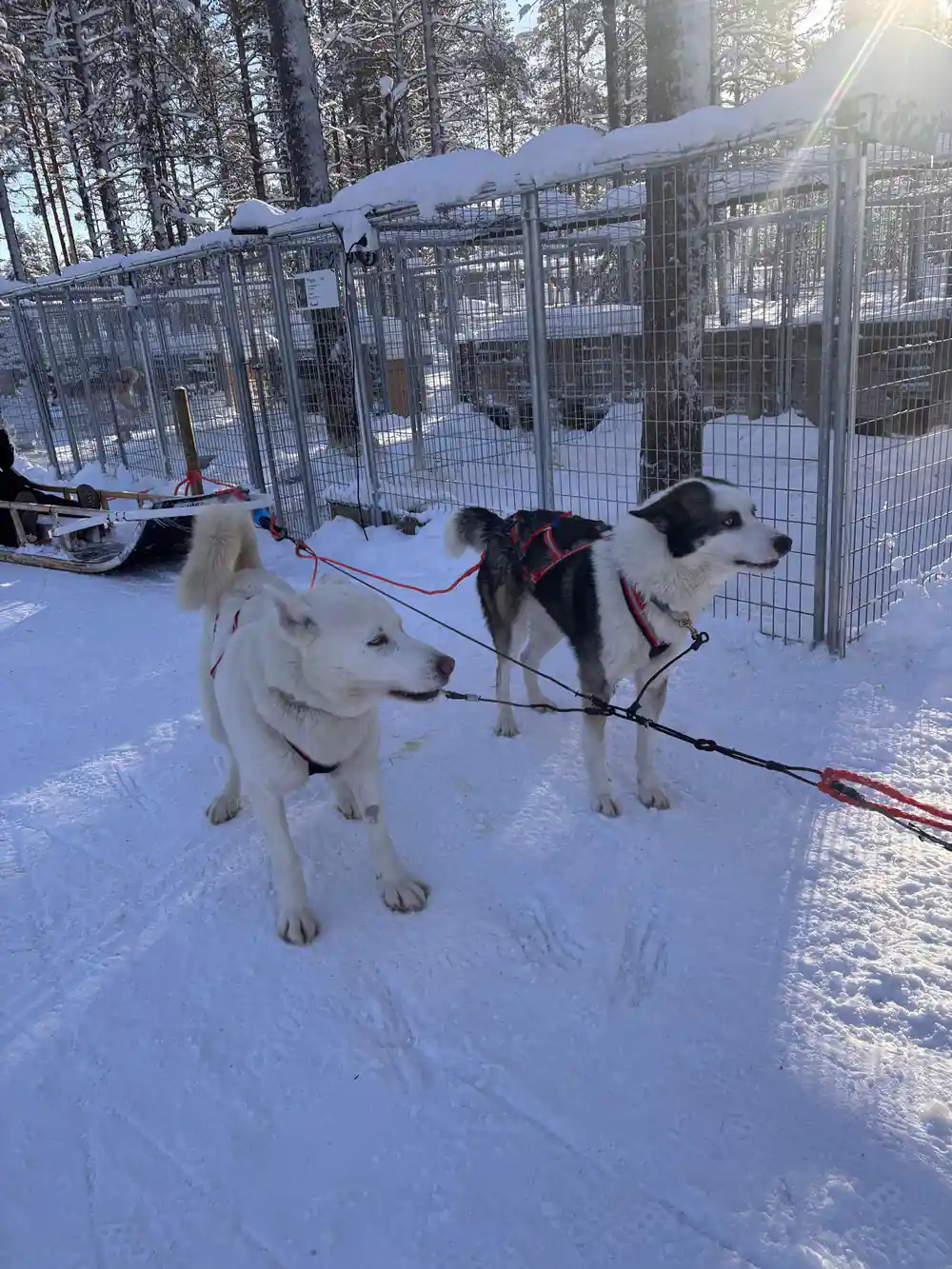 Two sled dogs harnessed in snow with kennel enclosures behind