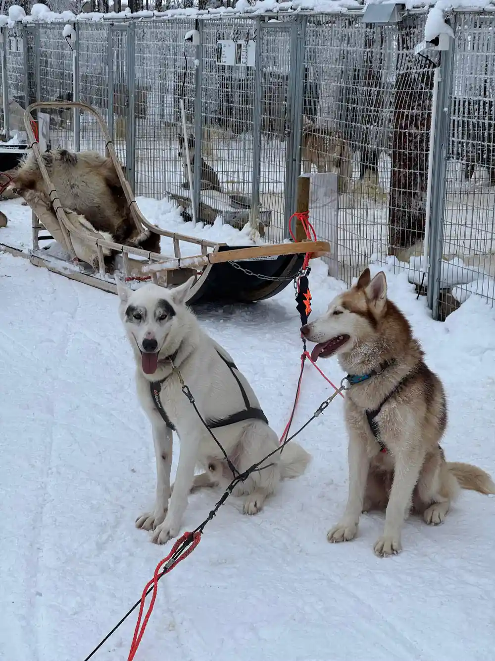 Two sled dogs resting in snow with fenced enclosure