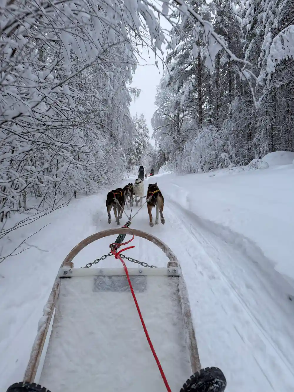 View from dog sled approaching team on snowy trail