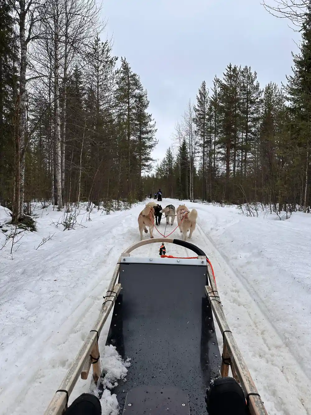 View from dog sled of team pulling through snowy forest