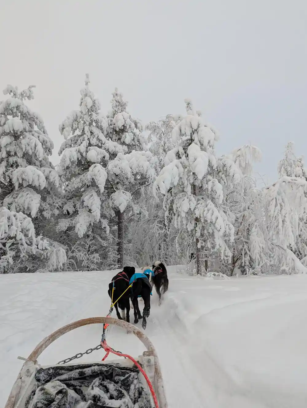 View from sled being pulled by huskies in snowy landscape