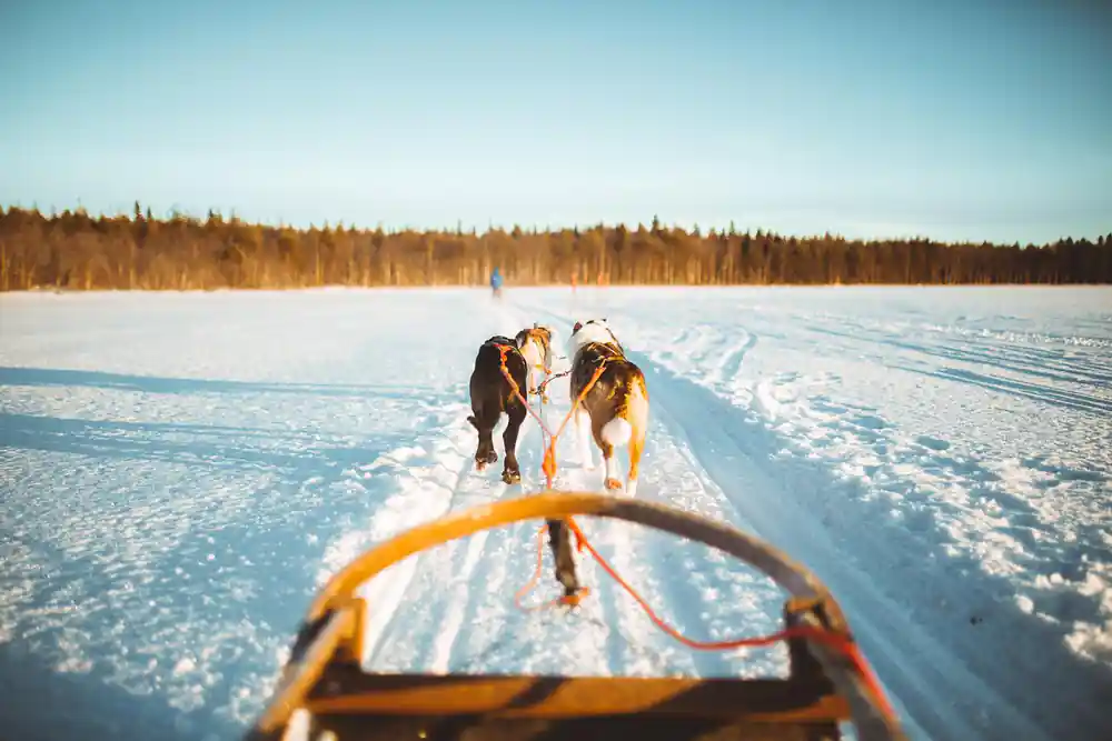 View from sled of dogs pulling across frozen lake landscape