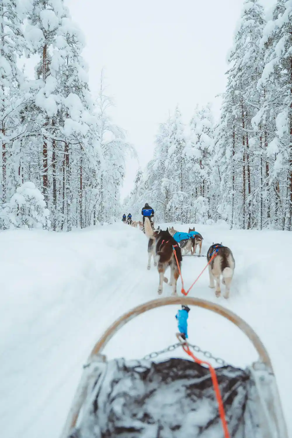 View from sled of dogs pulling through snowy forest path